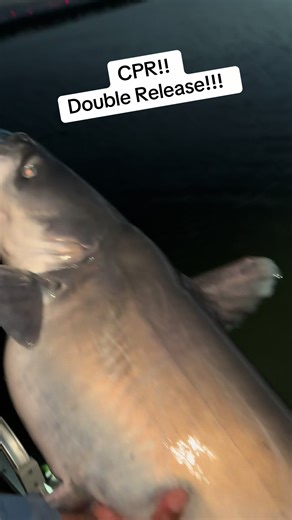 #Fishing #catfishing #BlueCat #PontoonBoyz @wiskerseeker @Whisker Seeker Tackle @MadKatz Gear @btoutdoorproducts @Hygger.Aquarium