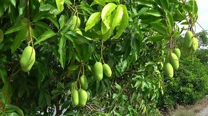 Close-up Green Mango On Tree Stock Footage Video (100% Royalty-free) 1111506451 | Shutterstock