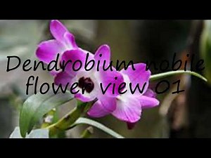 How to pronounce Dendrobium nobile flower view 01 in English?