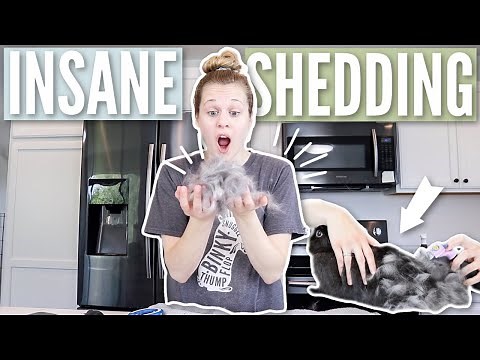 Grooming All My Rabbits!