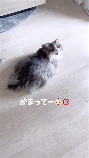 機嫌は悪いけど構われたい猫🐱 #猫のいる暮らし #ノルウェージャンフォレストキャット #大型猫 #猫と暮らす