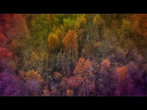 Falling For Nature | 4K Forest Motion Background
