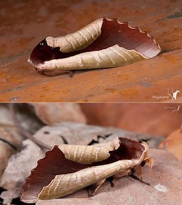Bizarre Moth Can Perfectly Mimic a Fallen Dead Leaf to Fend Off Predators