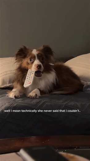 POV: You Walk In and Your Mini Aussie Has the Remote