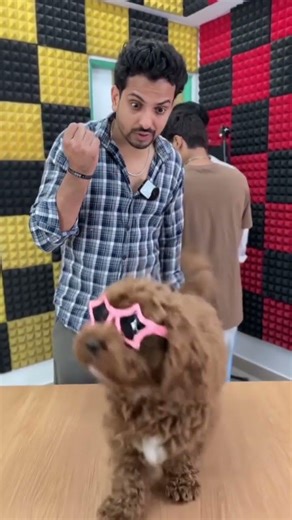 funny dog start dancing with team star #shortvideo #teamstar #trending #artificialintelligence