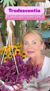 76K views · 14K reactions | TRADESCANTIA Le piante più colorate , le...