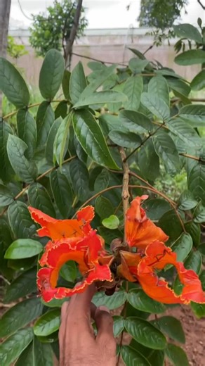 Farm Formulas Malayalam on Instagram: "പൂ മരം ,spathodea campanulata"