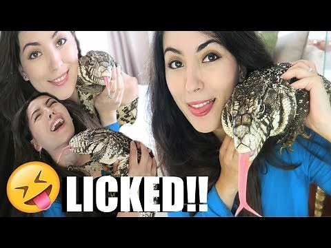 ARGENTINE BLACK AND WHITE TEGU | MONITOR LIZARD | CREATURE FEATURE