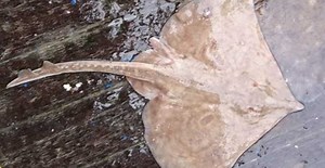 IRISH MOVE TO GATHER MORE INFORMATION OF MARINE FISH SPECIES