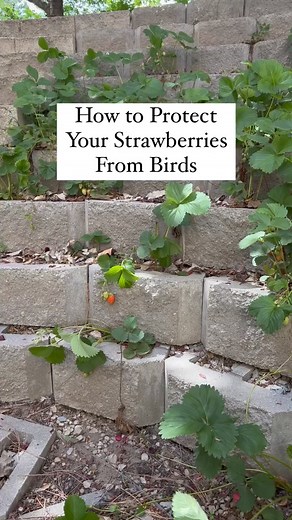 7.8K views · 38 reactions |  SAVE YOUR STRAWBERRIES  Nothing is...