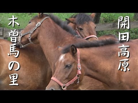 【木曽馬の里 木曽町】日本在来馬の一種である木曽馬（きそうま）は原産地である木曽町開田高原にある「木曽馬の里」で飼育されており自由に見学することができます。お触りも可能！