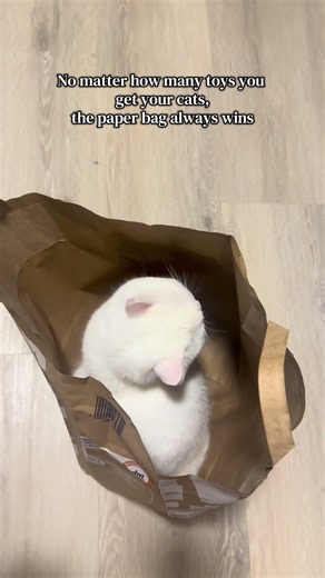 My cats favourite activity will make you laugh 🤪 #cat #petsrule #catmemes #kitten #funny