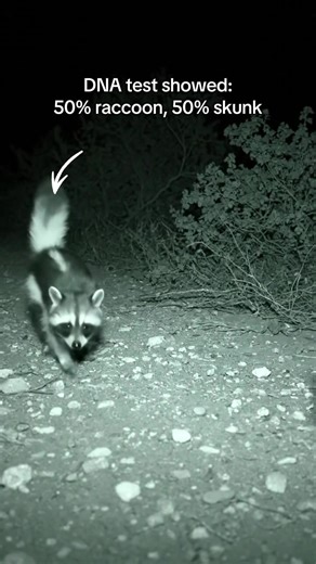 Raccoon and Skunk DNA Test Results
