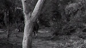 Cheyenne S02E14 - Big Ghost Basin (1957)
