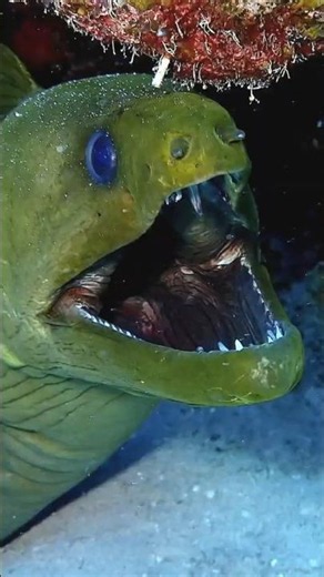 The Animal That Bites With 2 Mouths #animals #curiosities #funfacts