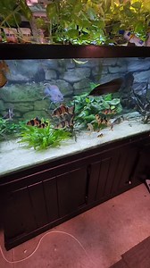 Hoard of Clown Loaches #fish #aquarium #reels | Ohio Fish Rescue