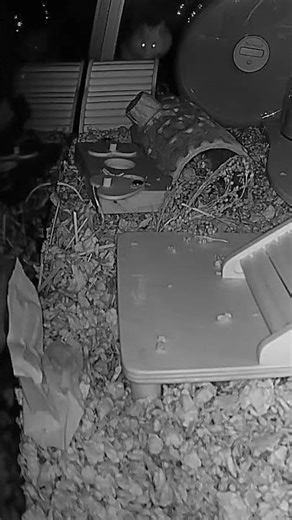 Hamster stuffs tissue into cheek pouch #hamster #cutepets