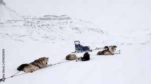 Sled dog team husky Eskimo rest on white snowy road of North Pole in Arctic. Way from Longyearbyen airport Longyear to Pyramid on Spitsbergen on background of glacier mountains of Svalbard in Norway.