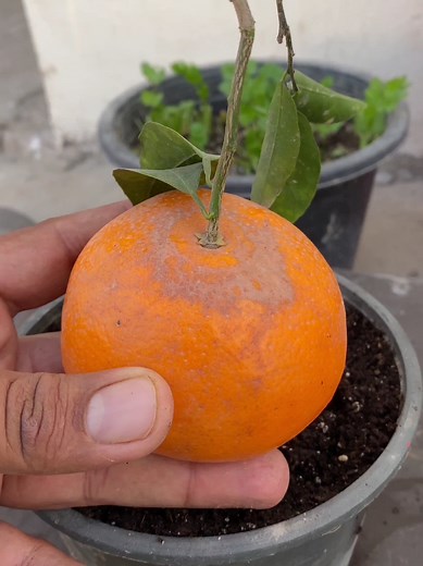 Growing Orange Tomatoes and Chili Together in One Pot