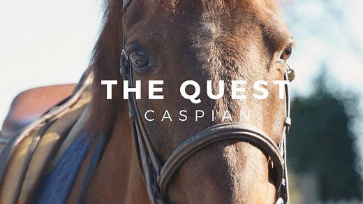 The quest continues with a breed that dates back to 3,000 B.C. Rediscovered in 1965 by one remarkable American woman. Meet the Caspian horse. *Update on current #'s: Closer to 1200 living today with 400-450 in North America. | Discoverthehorse