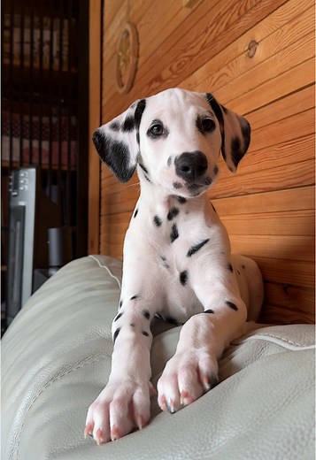 Adorable Dalmatian Puppies You Can't Resist