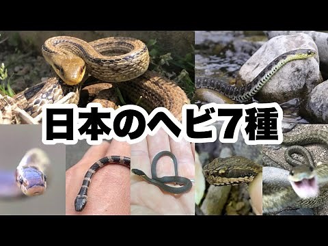 Introducing the 7 types of snakes found in Japan