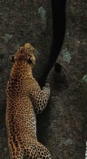 Leopard's Tree Climbing Adventure 🌿 #Leopard #Wildlife #Nature #BigCats