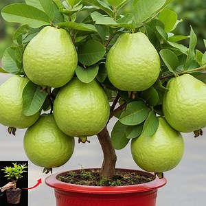 Guava Cuttings Are The BEST Way to Get FAST Growth | Tree Gardens
