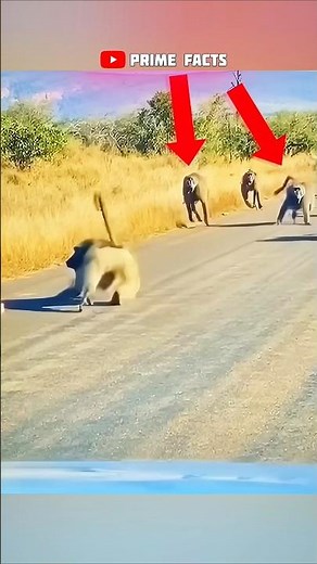 The Fearless Leader of the Baboon Troop