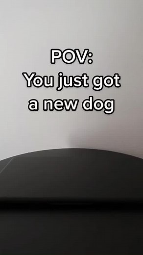 Chrome Dog Backgrounds for Every Day | Dog TikTok Compilation