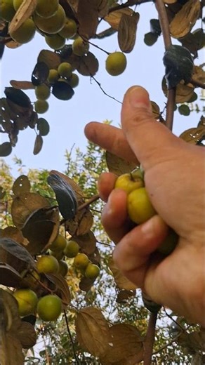 হাতে বড়ই পারার মজাই আলাদা #foryou #village #ভাইরাল #শর্টস