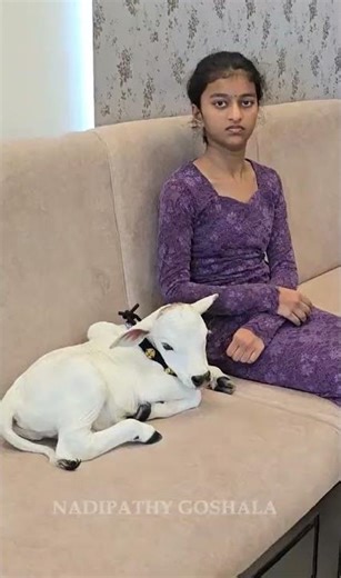 Pet Mini cows in my house Below 1 Feet Height #viral #tiktok #trending #miniature #youtube