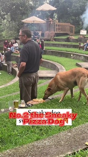 Ranking funny dog videos #funnyvideo #funnydogs #animals