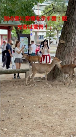 「心温まる鹿のふれあい、観光客は驚きの目」