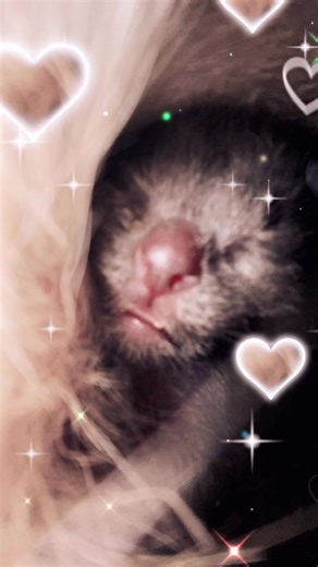 sanji as a baby | sanji