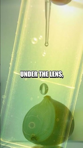 Illuminating Plant Cells A Simple Onion Slide Experiment