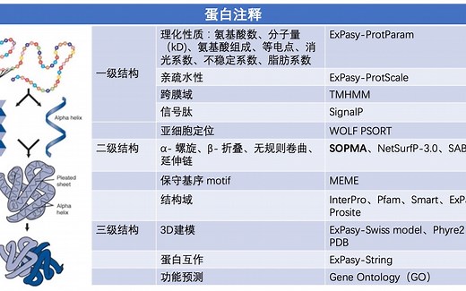 如何用TMHMM预测蛋白的跨膜结构域