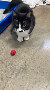 Meet Ryder. She is about 6 months old and looking for her forever home. She is not a cuddly kitten but loves to play toys and loves hidey holes. She loves her cat tree. She is patiently waiting on her new family. She is not a fan of getting pets and being held. If you are interested in Ryder please fill out an application at neahs.org | Northeast Arkansas Humane Society