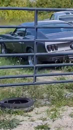 WILD MUSTANGS IN A FIELD!