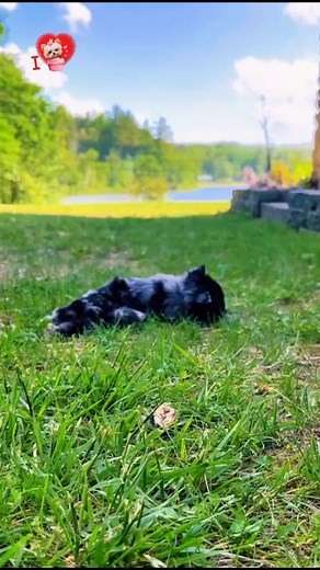 So Cute And Silly Yorkie Girl #yorkie #yorkshireterrier #yorkielove #yorkiedog | I Love Yorkshire Terrier