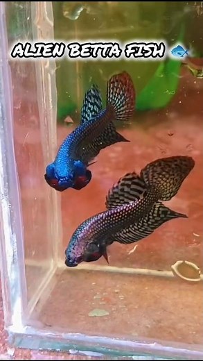 👽ALIEN BETTA FISH 🐟#animals #fish #aquarium #pets #fishworld #explore #betta #wildbetta