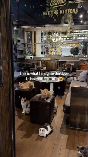 Nothing more heavenly than a room full of cats🥹 Visit Java Whiskers Cat Café! Book through bio