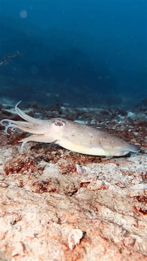 Did you know… . . Cuttlefish change color through specialized cells...