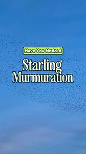 It's the return of Starling murmuration season Starling murmurations are one of Ireland's most breathtaking natural performances, thousands of birds sweeping and folding across the sky in perfect harmony. On calm winter evenings, their shifting shapes turn dusk into a living artwork, especially over places like Lough Ennell in Co. Westmeath, where the displays can be spectacular. If you're heading out to watch, go at sunset, keep a respectful distance from roosting areas, and bring warm layers. 