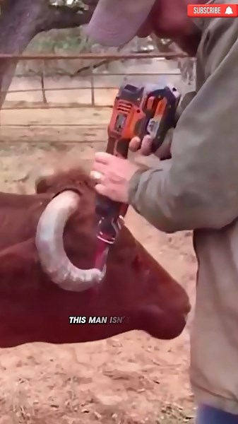 Animal Rescue Story: Saving a Cow’s Eye From Its Own Horn