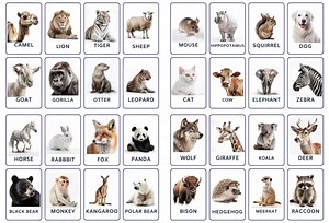 32 Wild Animals Flashcards, African Animals, Kids Cards, Nomenclature Cards, PDF Printable, Montessori, Wild Animals, Preschool Activities - Etsy