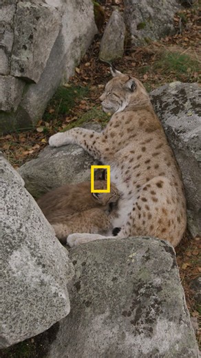 ナショナルジオグラフィック日本版 on Instagram: "とっても甘えん坊、オオヤマネコの赤ちゃん ナショナル ジオグラフィック(TV)「世界大自然紀行：スカンジナビア半島」より @natgeotv_jp 【番組概要】 ノルウェー、フィンランド、スウェーデン。北欧の国々には、豊かな自然と独特の文化や歴史が息づいています。かつてバイキングが暮らした沿岸部から、ヨーロッパ最長の山脈や最大の氷河、そして壮大なフィヨルドまで。変化に富んだ地形には、数多くの動物たちが生きています。このシリーズでは、神話と絶景に彩られた北欧を旅しながら、生き物や人々の姿を追い、四季が織りなすスカンジナビア半島の豊かな時間を映し出します。 【放送日】 毎週金曜日 昼12時放送 #WildNordic #世界大自然紀行スカンジナビア半島 #オオヤマネコ #ナショジオ #ナショナルジオグラフィック #NationalGeographic #ディズニー"