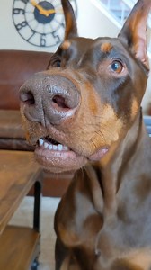 141K views · 12K reactions | #rubytuesday Ruby getting a custom collar from Crazy Rebels. #bruceofrubydoobydo #brucethedoberman #doberman #dobermann | Rubydoobydo | Facebook