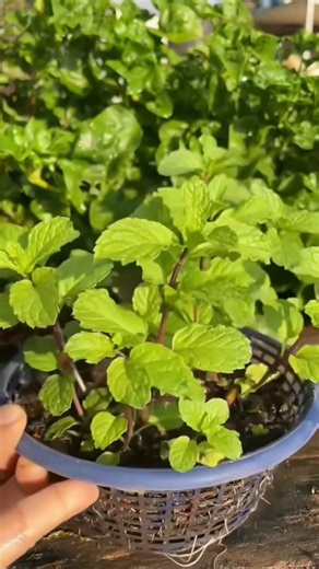 14K views · 182 reactions | Propagate mint plant. | Ramos Mark | Facebook