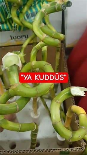 O THE NAME OF JUDAS, THE SECRET WEAPON OF THE BELIEVER